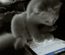 gif of cat scrolling on a cellphone